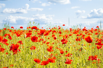 Red poppies in a meadow, cloudy sky and sunlight. Summer landscape.