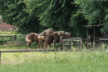 ponies with blond manes near a fence and a forest in a meadow © henkbouwers