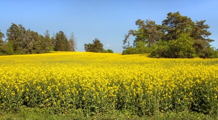Rapeseed, canola or colza field in Latin Brassica Napus