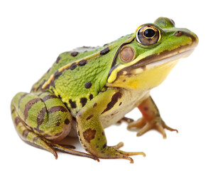 Fototapeta premium A green frog with brown stripes and black spots sits on a white surface isolated on a transparent background