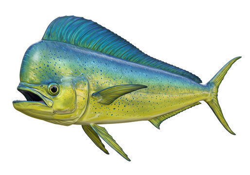 Isolated Vibrant Mahi-Mahi Fish Illustration