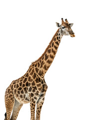 Obraz premium A tall giraffe with brown and tan patterned fur stands against a black background isolated on a transparent background