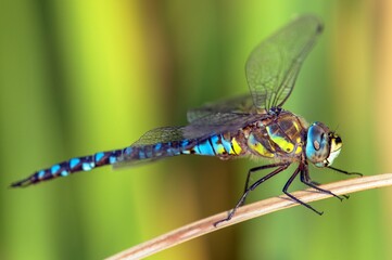 Migrant hawker dragonfly in latin Aeshna mixta