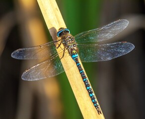 Migrant hawker dragonfly in latin Aeshna mixta