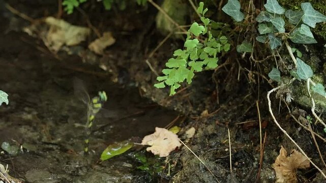 Lib&eacute;lula tigre Cordulegaster boltonii poniendo huevos junto a planta Adiantum capillus-veneris en el arroyo, Alcoy, Espa&ntilde;a