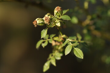 Escaramujo inmaduro de arbusto Rosa eglanteria con apilado de enfoque en el fruto y fondo borroso, Alcoy, Espa&ntilde;a