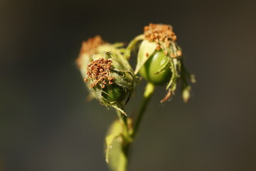 Primer plano de fruta de Escaramujo inmaduro arbusto Rosa eglanteria y espacio negativo, Alcoy, España
