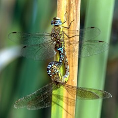 Migrant hawker dragonfly in latin Aeshna mixta