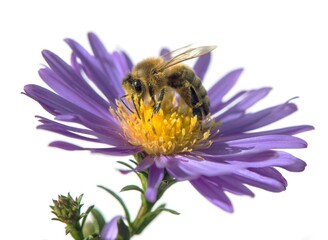 bee or honeybee Apis Mellifera isolated on white