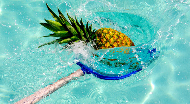 Pineapple scooped from pool with a net splash