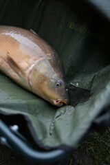 Close-up of a freshly caught carp fish inside a fishing bag