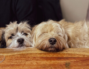 Two small and cute dogs father and son sitting together