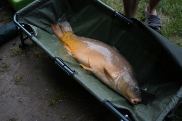 Close-up of a freshly caught carp fish inside a fishing bag