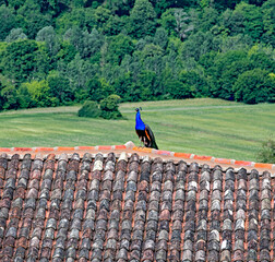 Clay tile roof in the garden of Marqueyssac with a blue peacock on the ridge, France
