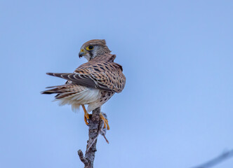 Common kestrel perched on branch with prey looking back over its shoulder in Czechia