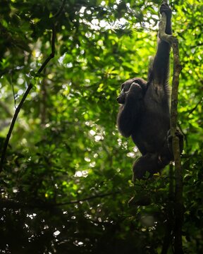 Chimpanzee in Kibale National Park's Lush Jungle
