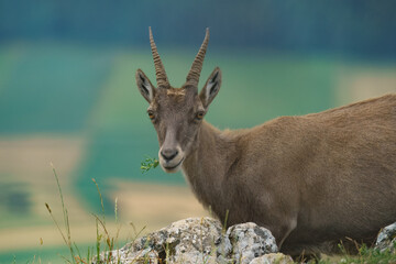female alpine ibex 