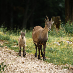 Female alpine ibex with babies