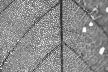 Abstrakte Nahaufnahme eines Blattes