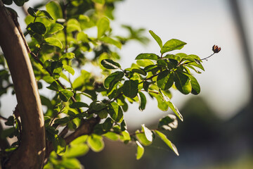 Sunlight filtering through vibrant green leaves on a tree branch