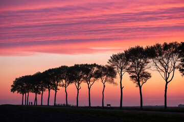 Silhouetted Trees in a Row Against a Pink and Orange Sunset