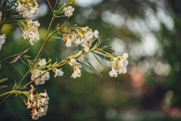 White oleander nerium flowers blooming in spring garden