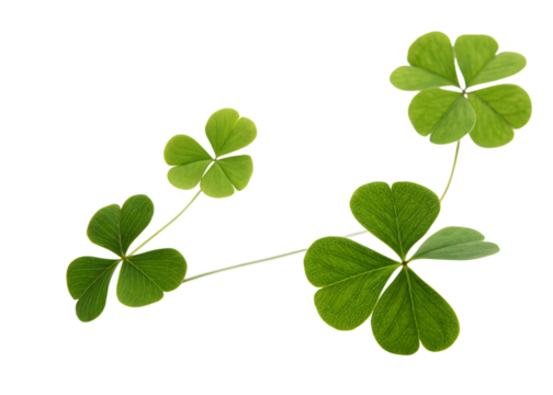 Four green clover leaves and two three-leaf clovers on thin stems isolated on a transparent background - Powered by Adobe