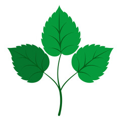 green leaves isolated on white background