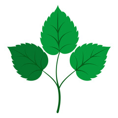 green leaves isolated on white background