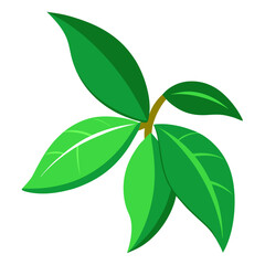 green leaf isolated on white background