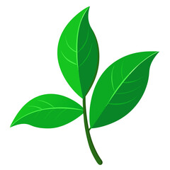 green leaf isolated on white background