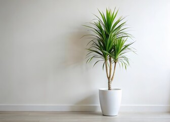Fototapeta premium Tall green leafy plant in white ceramic pot on plain white wall