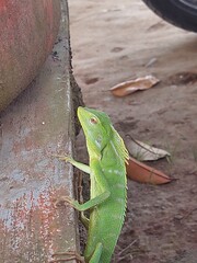 iguana on a branch