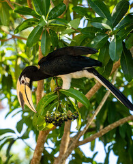 Colourful Tropical Birds in Java Indonesia - close-up images of Hornbills and Peacocks