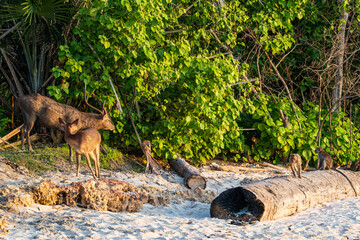 Antelopes on the beach at sunset in the Alas Purwo jungle of East Java, Indonesia