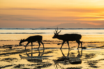 Antelopes on the beach at sunset in the Alas Purwo jungle of East Java, Indonesia