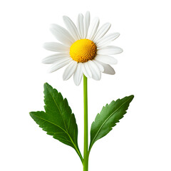 Growing blooming daisy isolated on a transparent background