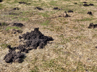 Molehills in a Spring meadow in the garden.