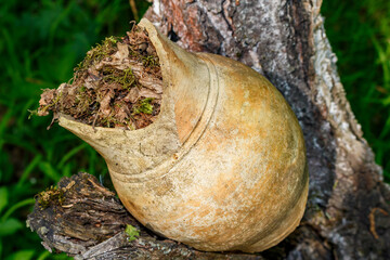 Antique ceramic jug filled with fallen leaves lies on a tree, old village jug from central Russia