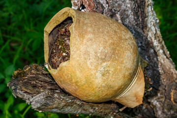 Antique ceramic jug filled with fallen leaves lies on a tree, old village jug from central Russia