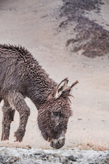A donkey in the Pamir highlands in the Tien Shan mountains, a loaded donkey in the cold high mountains
