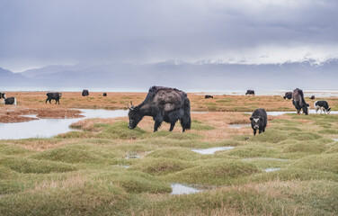 A herd of yaks walks along the grassy valleys of the Pamir highlands against the backdrop of...