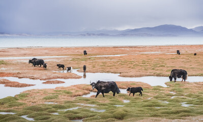 A herd of yaks walks along the grassy valleys of the Pamir highlands against the backdrop of...