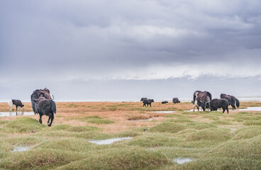 A herd of yaks walks along the grassy valleys of the Pamir highlands against the backdrop of...