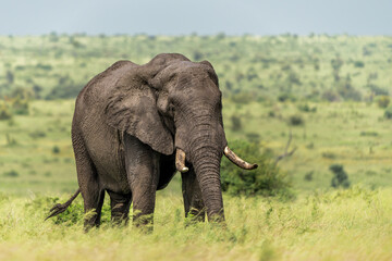 Obraz premium Elephant bull hanging around and searching for food and water in the Kruger National Park in South Africa
