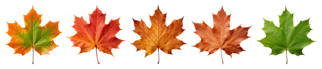 Obraz premium PNG Colorful autumn maple leaves, element set on transparent background