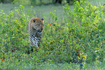Leopard male hanging around in Sabi Sands Game Reserve in the Greater Kruger Region in South Africa