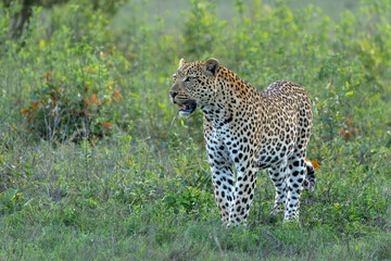 Leopard male hanging around in Sabi Sands Game Reserve in the Greater Kruger Region in South Africa
