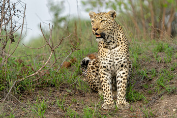 Leopard male hanging around in Sabi Sands Game Reserve in the Greater Kruger Region in South Africa