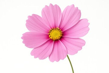 Close-up of a pink cosmos flower with a blurred background